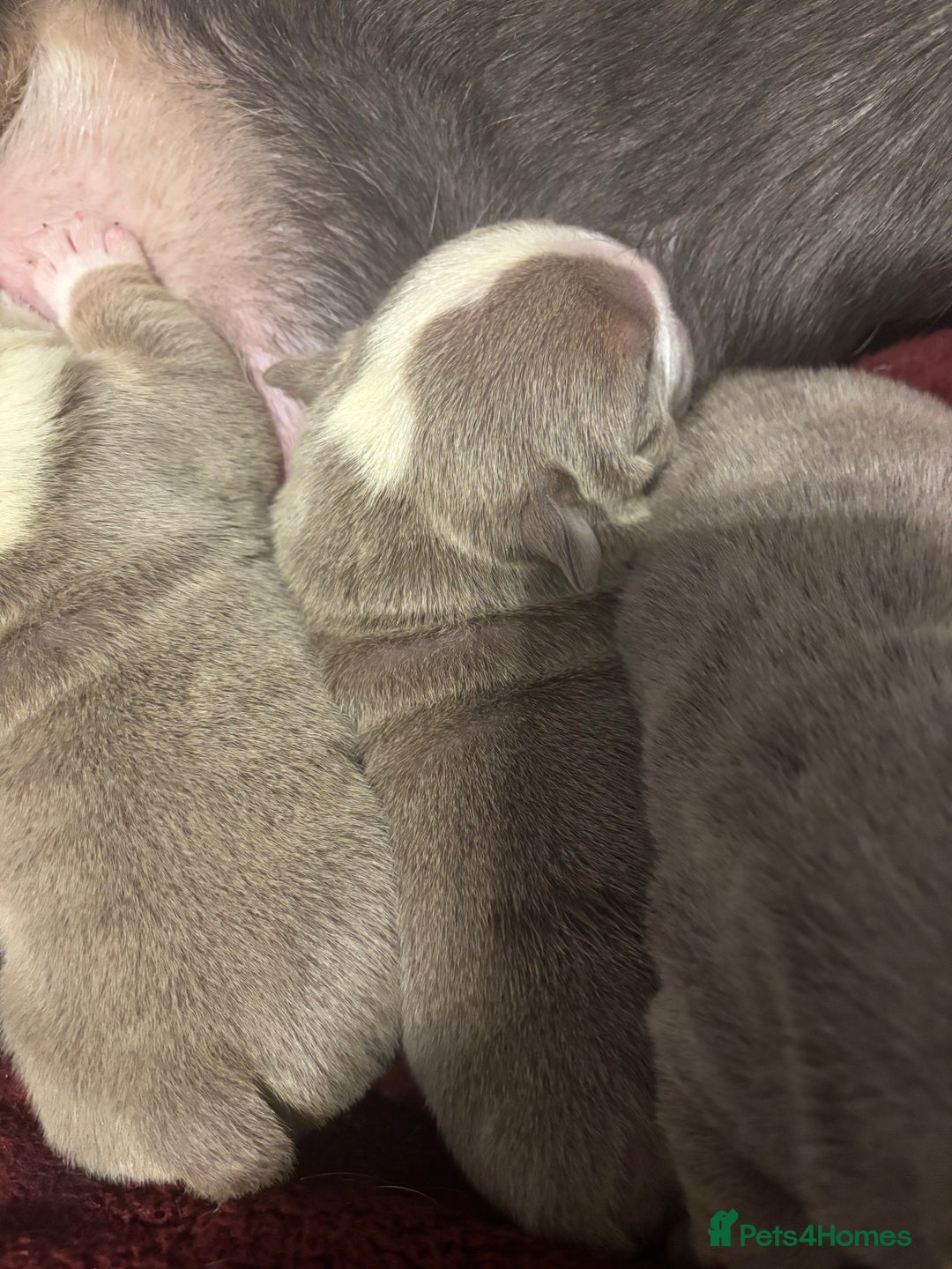 English Bulldog dogs for sale: 4 beautiful strong puppies - Advert 15