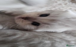 Scottish Fold cats for sale: LAST BOY FOLD. OPEN TO OFFERS.  in Aberdare - Image 10