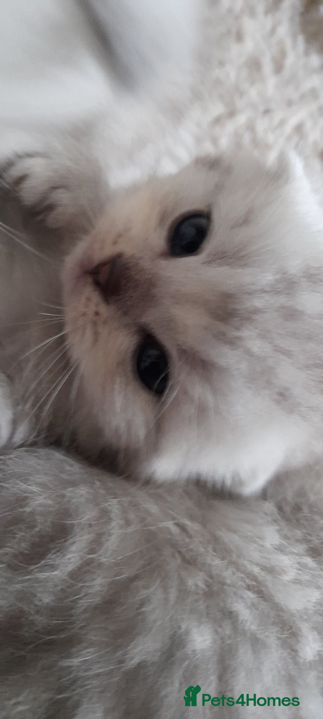 Scottish Fold cats for sale: LAST BOY FOLD. OPEN TO OFFERS.  in Aberdare - Image 10