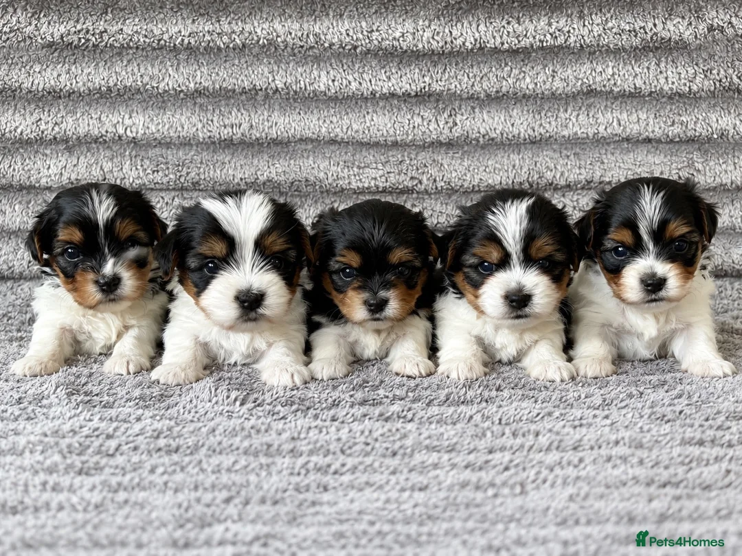 Biewer Terrier dogs for sale: ❤️ Beautiful Biewer Terriers 1 Boy & 2 Girls  ❤️ - Advert 1