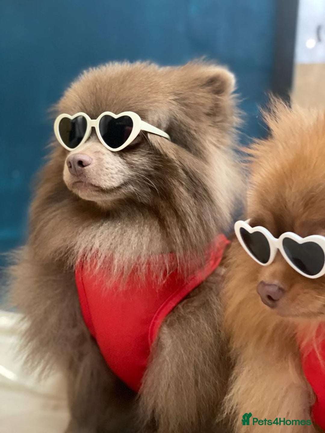 Pomeranian dogs for stud: Kai Kai lilac boy 💜  ( STUD ONLY ) (PROVEN)  in Liverpool - Advert 18