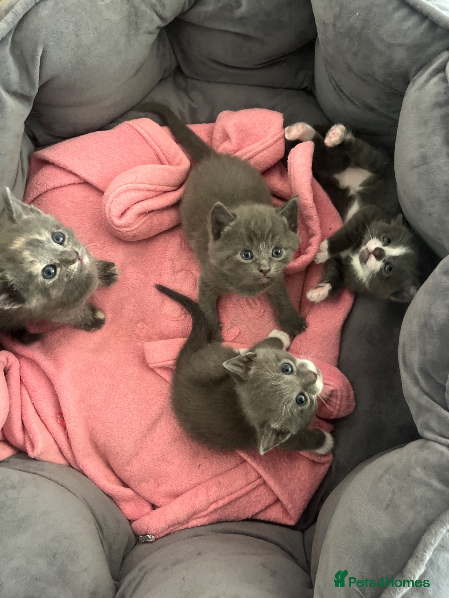 Domestic Shorthair cats Beautiful grey kittens available now - Advert 1