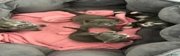 Domestic Shorthair cats for sale: Beautiful grey kittens available now - Advert 1