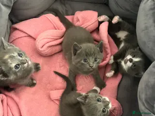 Domestic Shorthair cats Beautiful grey kittens available now - Advert 1