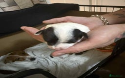 Jack Russell dogs for sale: Beautiful jack Russell terrier puppies  - Image 10