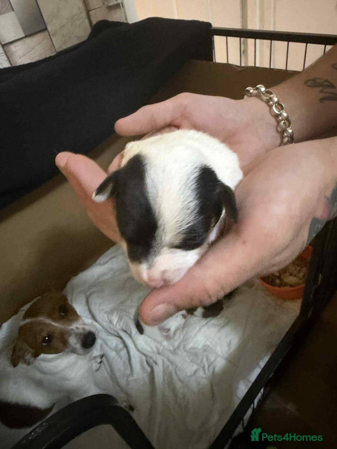 Jack Russell dogs for sale: Beautiful jack Russell terrier puppies  - Image 10