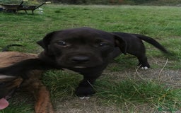 Bandog dogs for sale: Bandog/Bandogee puppies for sale.  - Image 18