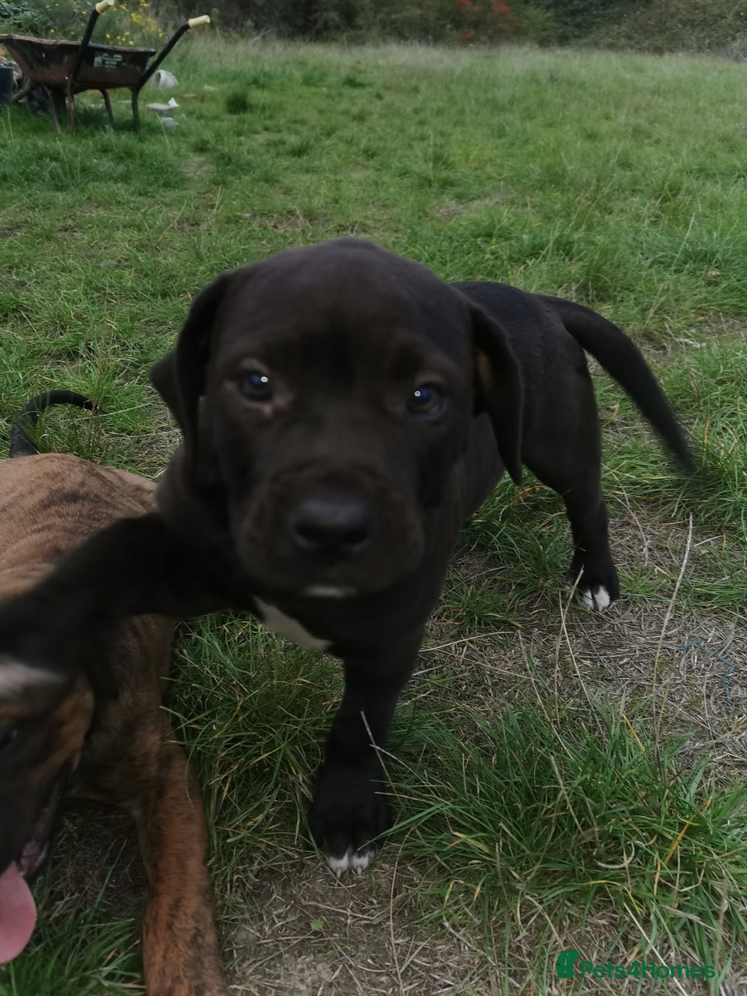 Bandog dogs for sale: Bandog/Bandogee puppies for sale.  - Image 18
