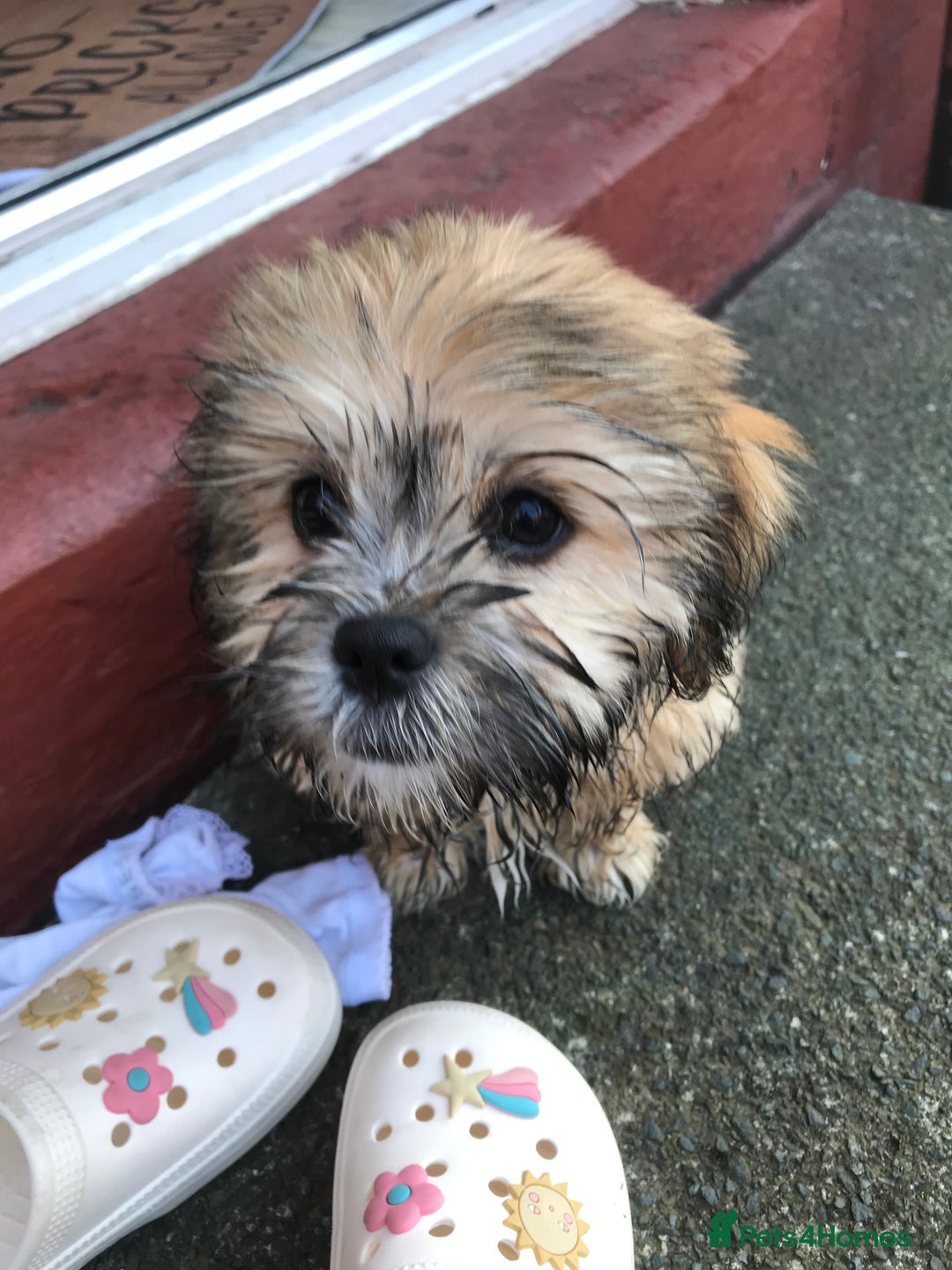 Mixed Breed dogs for sale: Puppy  - Image 4