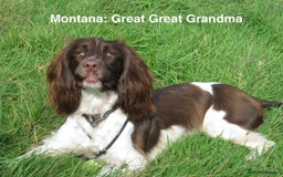 English Springer Spaniel dogs for sale: 5th Gen Springers: Purebred, 7th litter, 36 total - Image 17