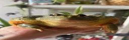 Frog reptiles for sale: African bullfrog  - Advert 1