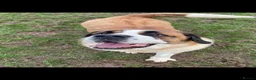 Saint Bernard dogs for sale: Kc Saint Bernard  - Advert 3