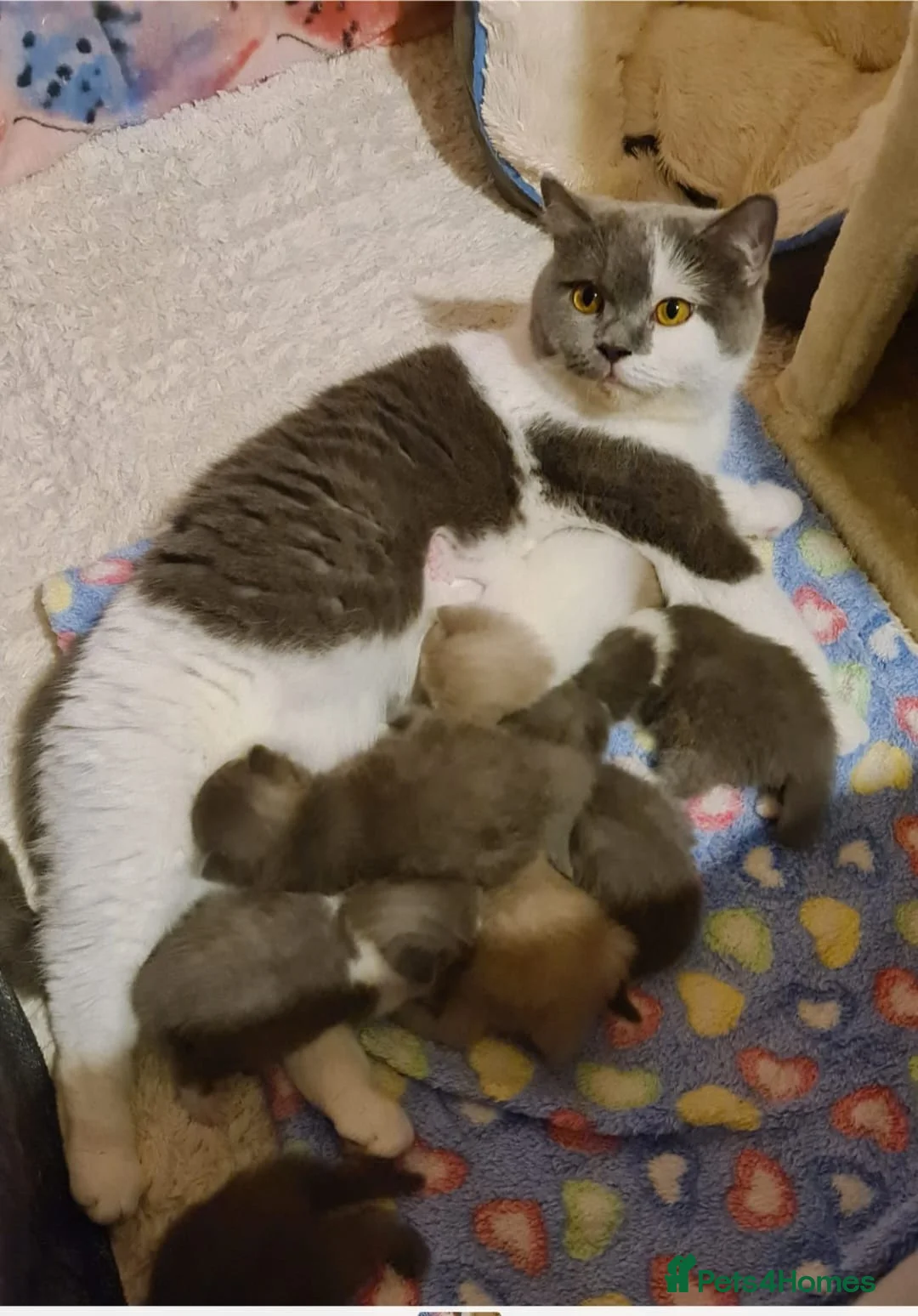 British Shorthair cats for sale: Ready Now 💙British ShortHair kitten GCCF  - Advert 8