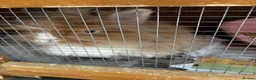 Mixed Breed rabbits for sale: 3 Teddydwarf bunnies looking for a new home.  - Advert 11
