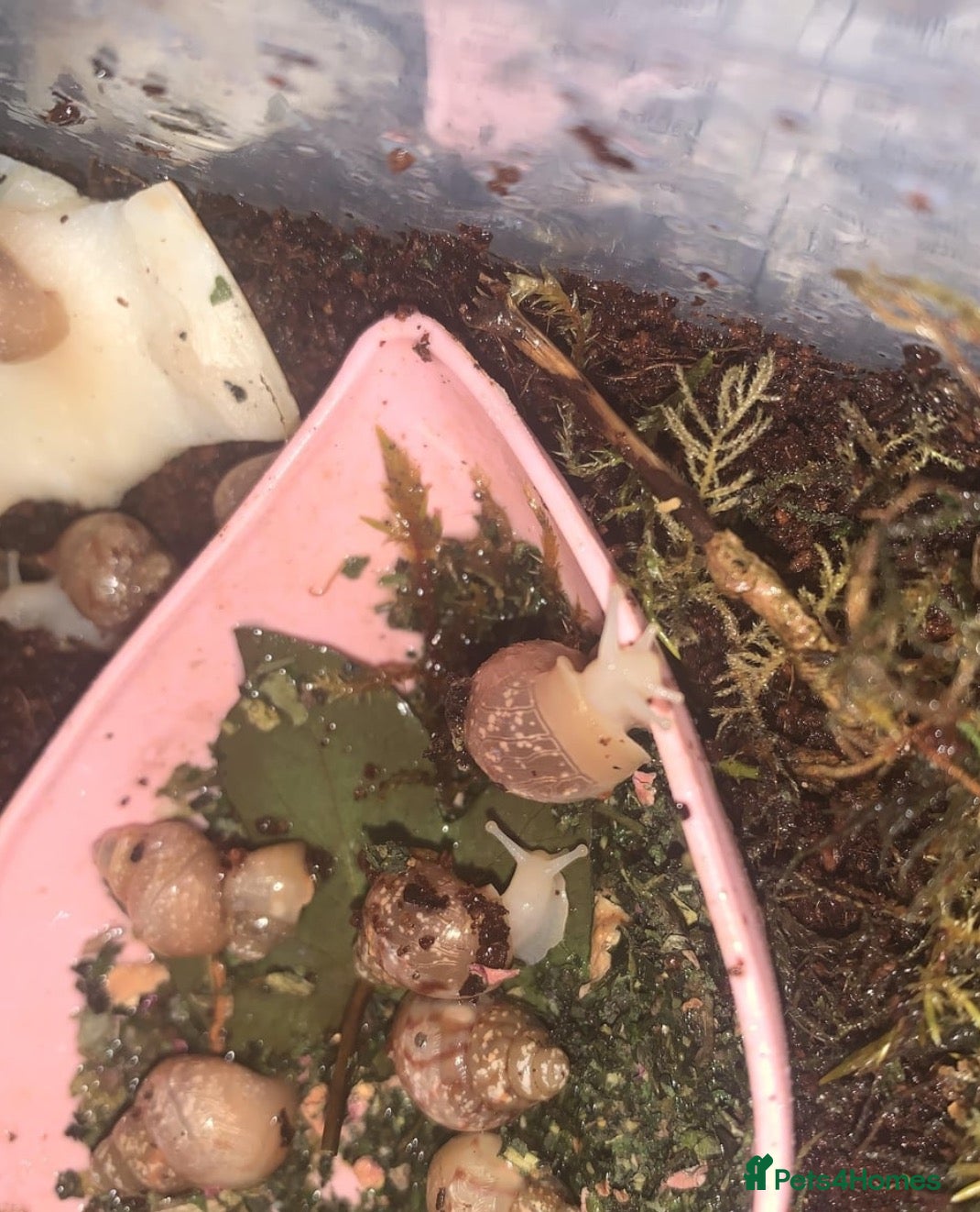 Snails invertebrates 3 Babies achatina jadatzi/white jade giant snails - Advert 1