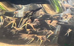 Angelfish fish for sale: Angelfish koi - Image 6