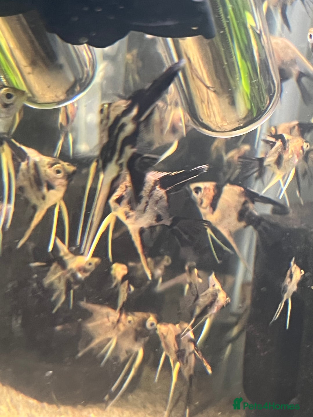 Angelfish fish for sale: Angelfish koi - Image 6