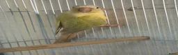 Parrots birds for sale: Pair of conures  - Advert 2
