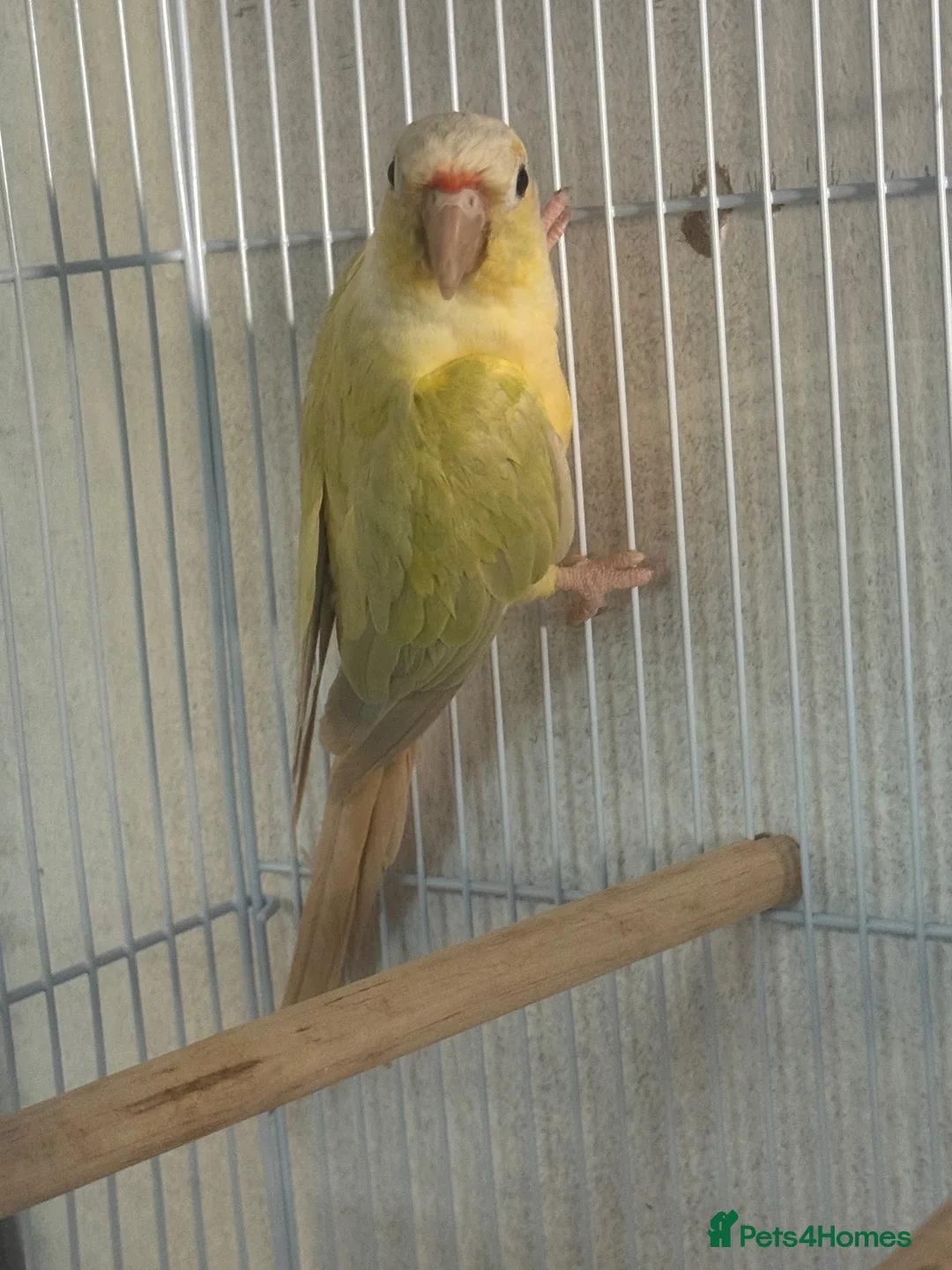 Parrots birds for sale: Pair of conures  - Advert 2