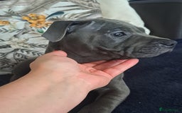 Staffordshire Bull Terrier dogs for sale: Kc registration Blue staffordshire bull terrier  - Image 6