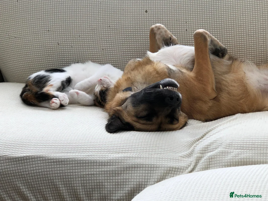 Mixed Breed dogs for adoption: Maple - Advert 4