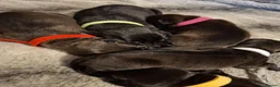 Mixed Breed dogs for sale: Rhodesian labrador - Advert 7