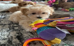 Maltipoo dogs for sale: Beautiful maltipoo puppies looking for new homes  - Image 20