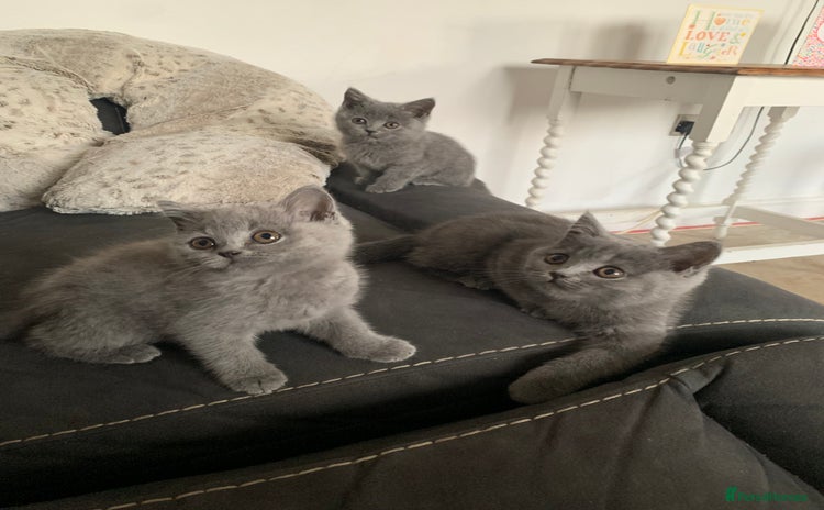 British Shorthair cats - Advert 8