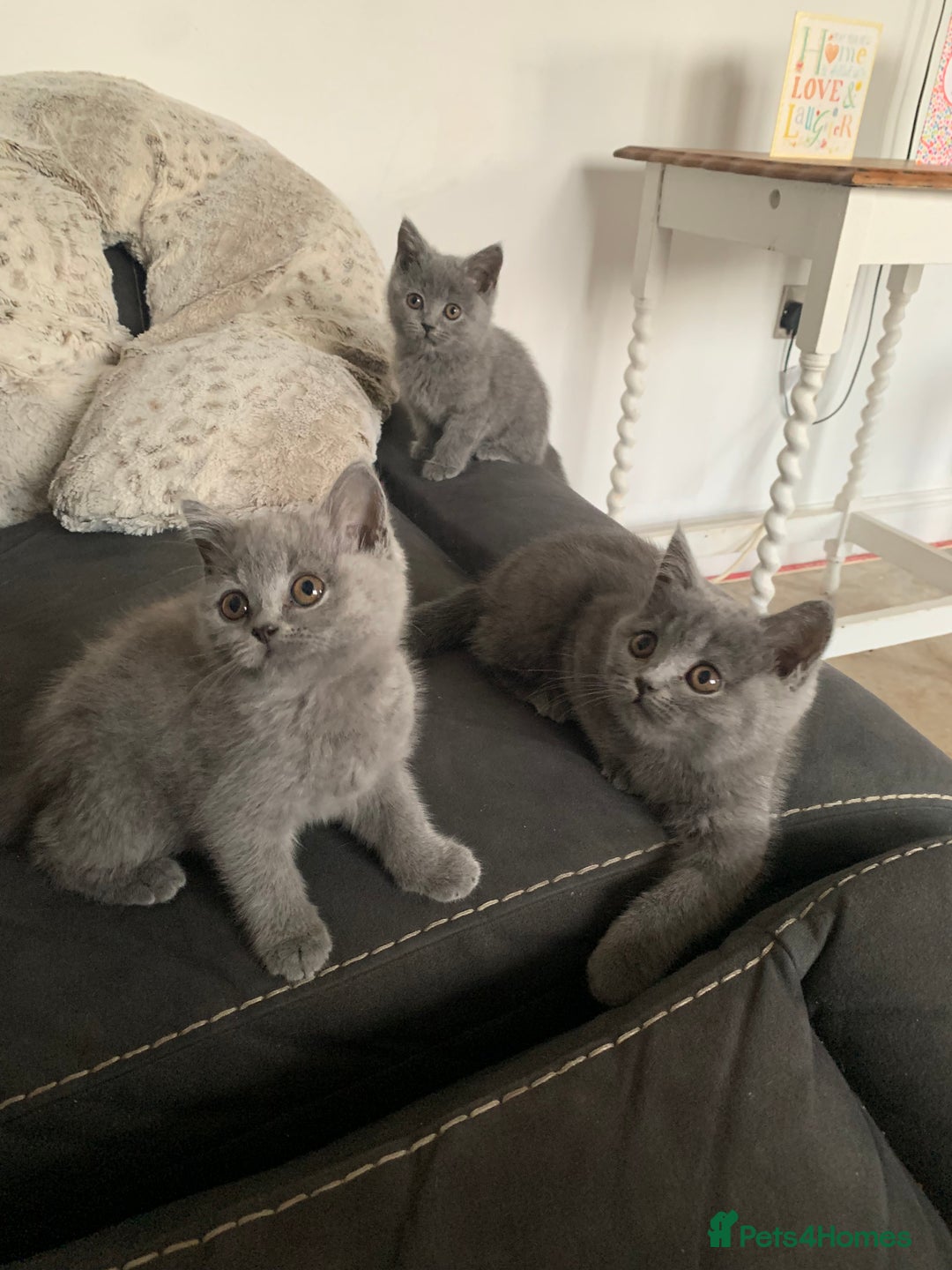 British Shorthair cats for sale: British shorthair kittens  - Image 1