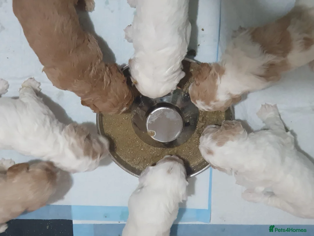 Mixed Breed dogs for sale: Beautiful little of cavapoochon puppies - Advert 22