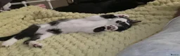 Domestic Shorthair cats for sale: 2 loving sweet kittens looking for a new home - Advert 21