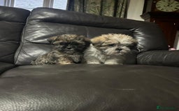 Shorkie dogs for sale:  2 Outstanding Shorkie boys - Image 8