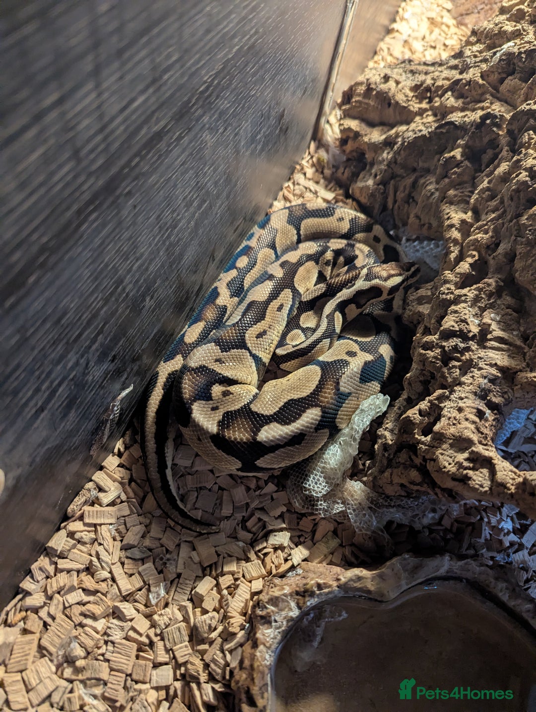 Python Snake reptiles for sale: Pastel ball python  - Image 2