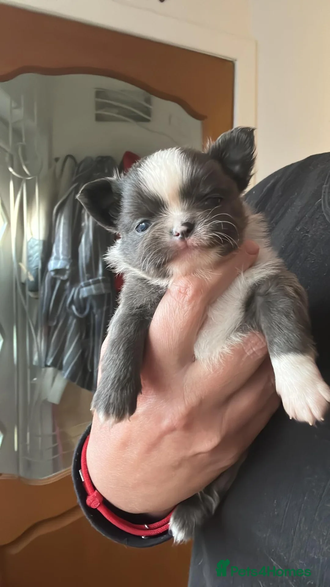 Chihuahua dogs for sale: Long hair, beautiful chihuahuas - Advert 16