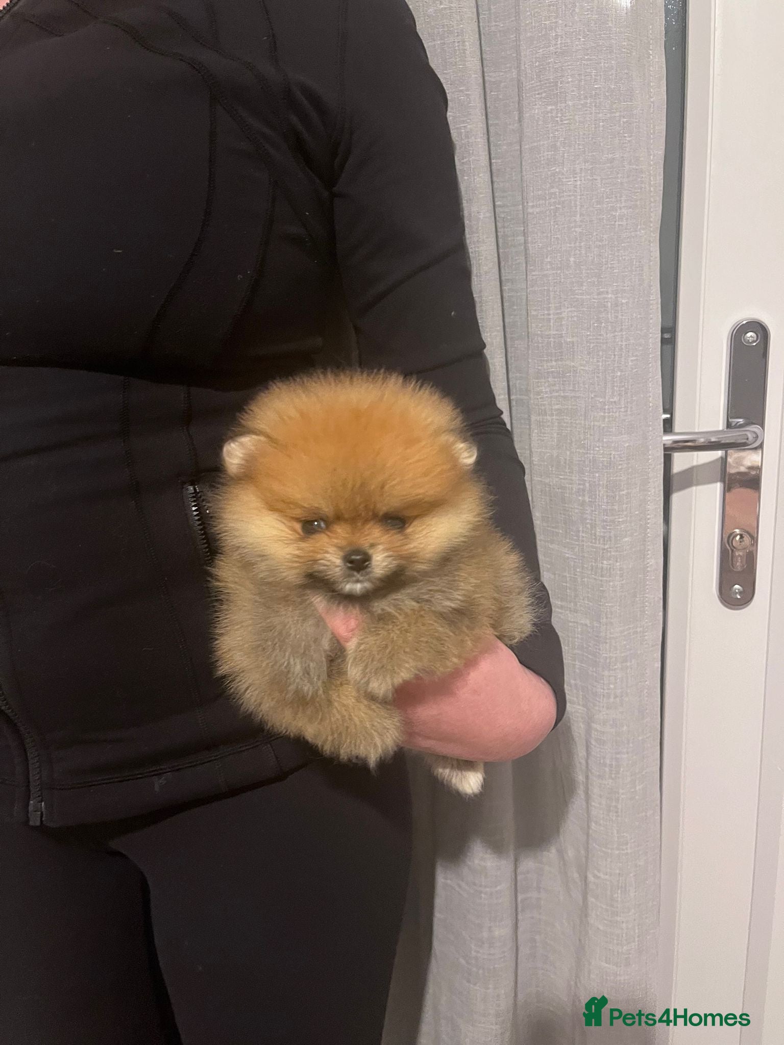 Pomeranian dogs Champion line Bear type Poms  - Advert 6