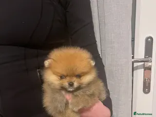 Pomeranian dogs Champion line Bear type Poms - Advert 6