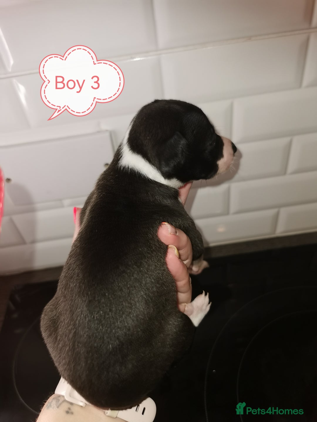 Whippet dogs for sale: Lovely petite whippets for sale  - Image 9