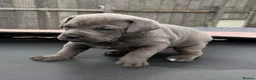 Cane Corso dogs for sale: CANE CORSO PUPPIES CHAMPION BLOODLINE PEDIGREE  - Advert 11