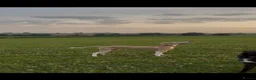 Lurcher dogs for sale: Saluki x greyhound dog pup. - Advert 2