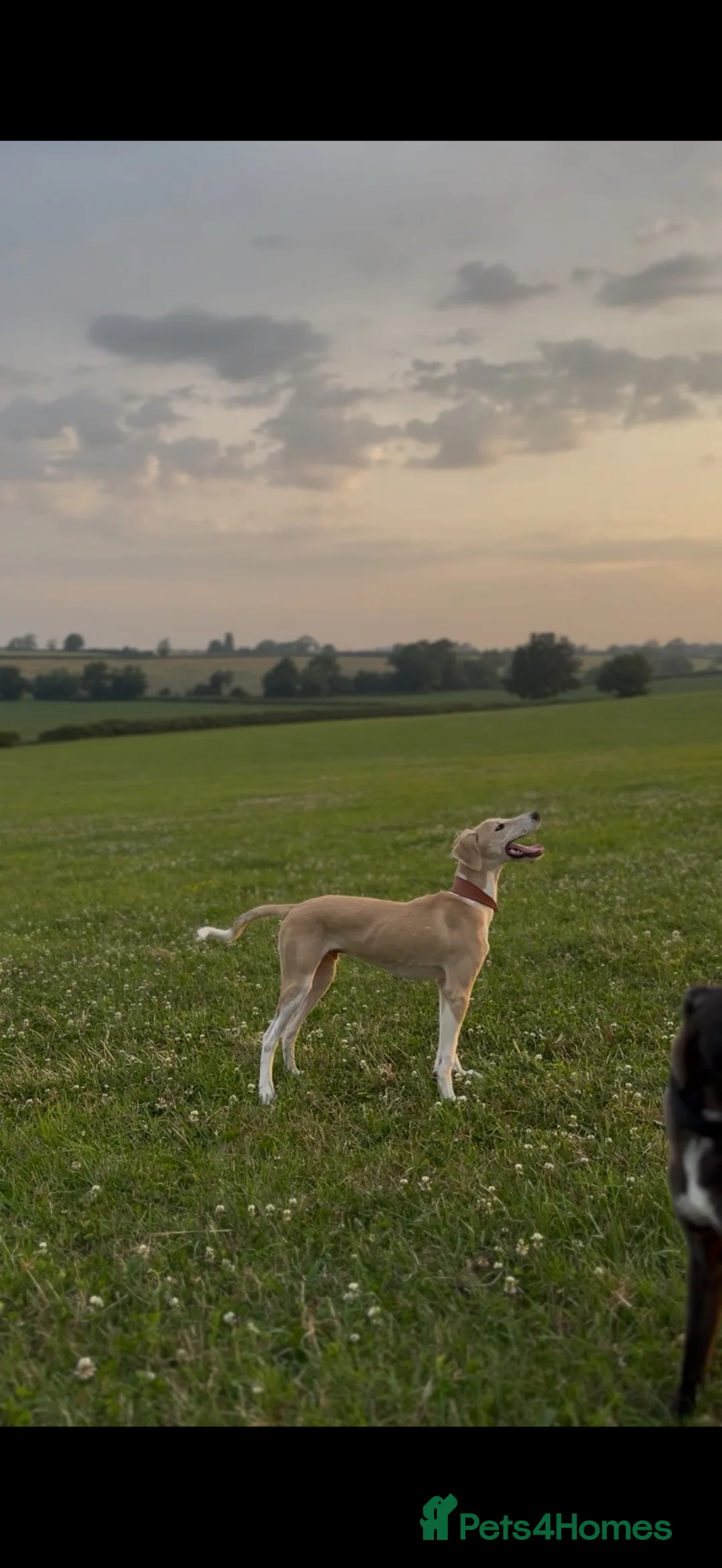 Lurcher dogs for sale: Saluki x greyhound dog pup. - Advert 2