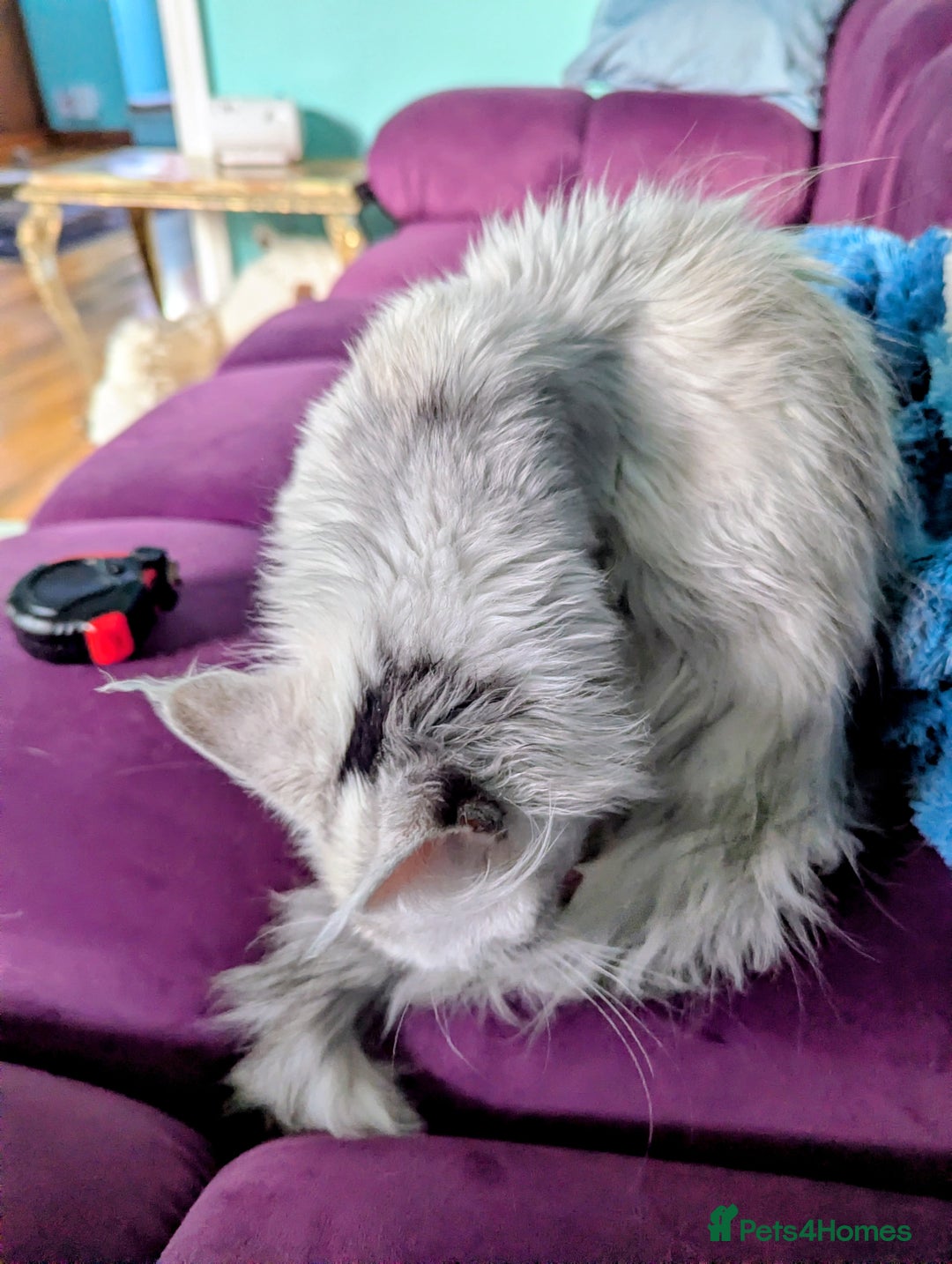 Maine Coon cats for sale: Beautiful Pedigree Maine Coon kittens  - Advert 5