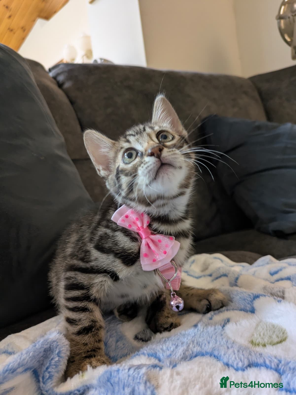 Mixed Breed cats Bengal mixed kittens - Advert 2