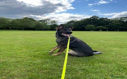 German Shepherd dogs for sale: Female German Shepherd - working line - Advert 16