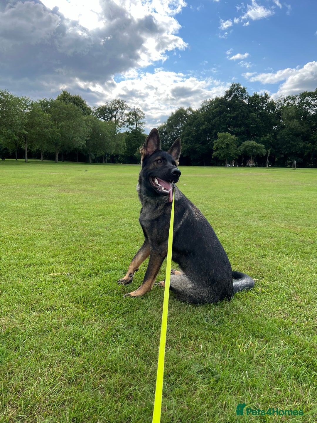 German Shepherd dogs for sale: Female German Shepherd - working line - Advert 16