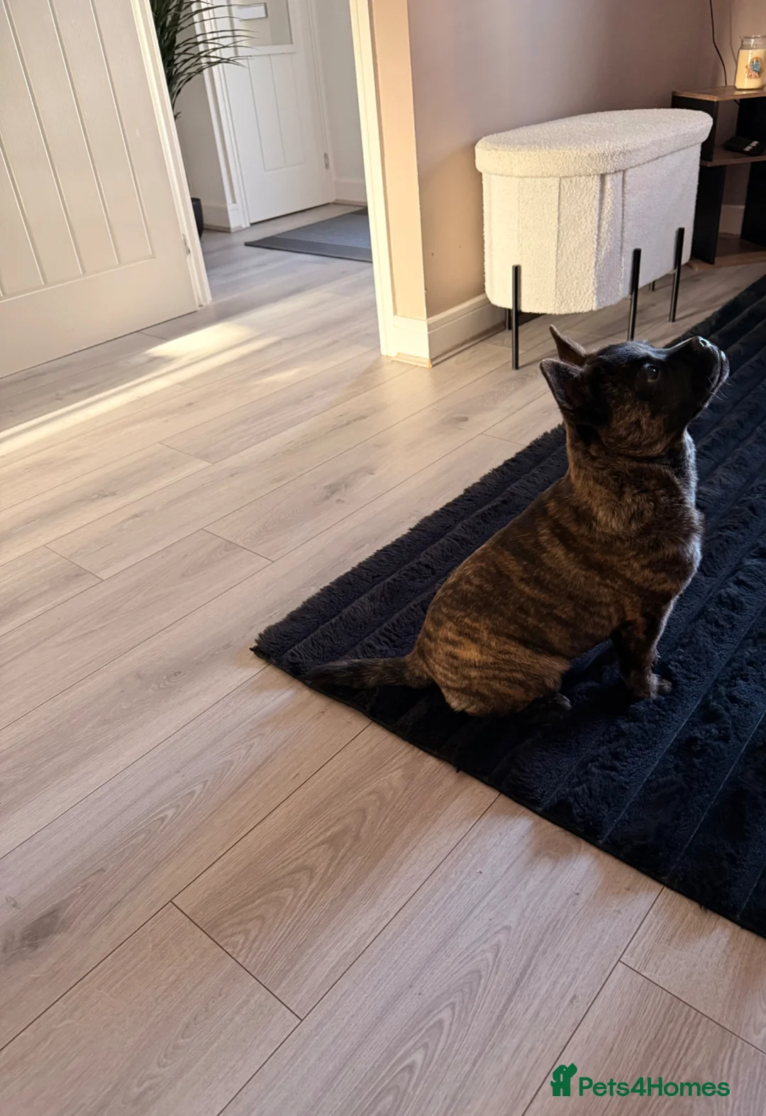 Mixed Breed dogs for sale: Femal chow chow cross french bulldog  - Advert 1