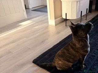 Mixed Breed dogs Femal chow chow cross french bulldog - Advert 1