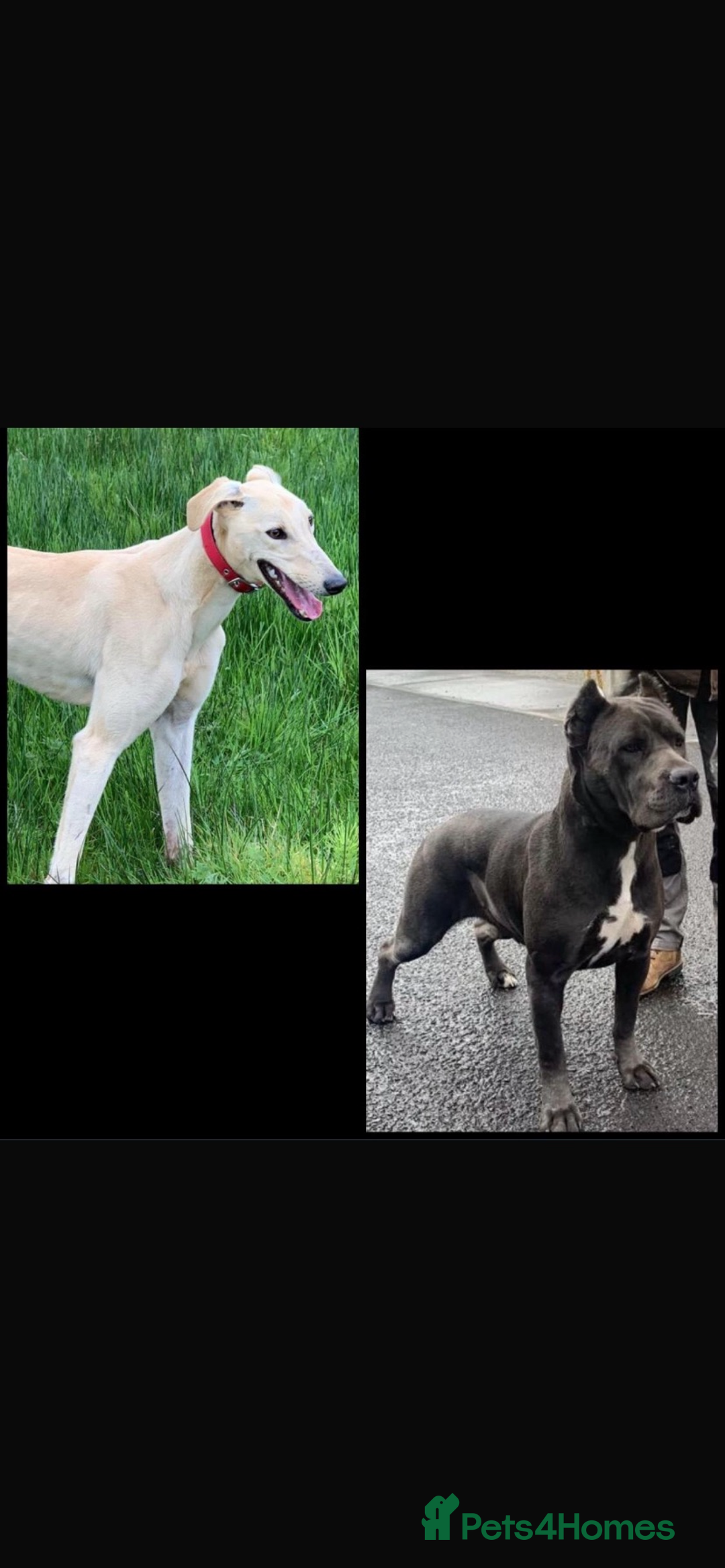 Mixed Breed dogs for sale: Puppy - Advert 4