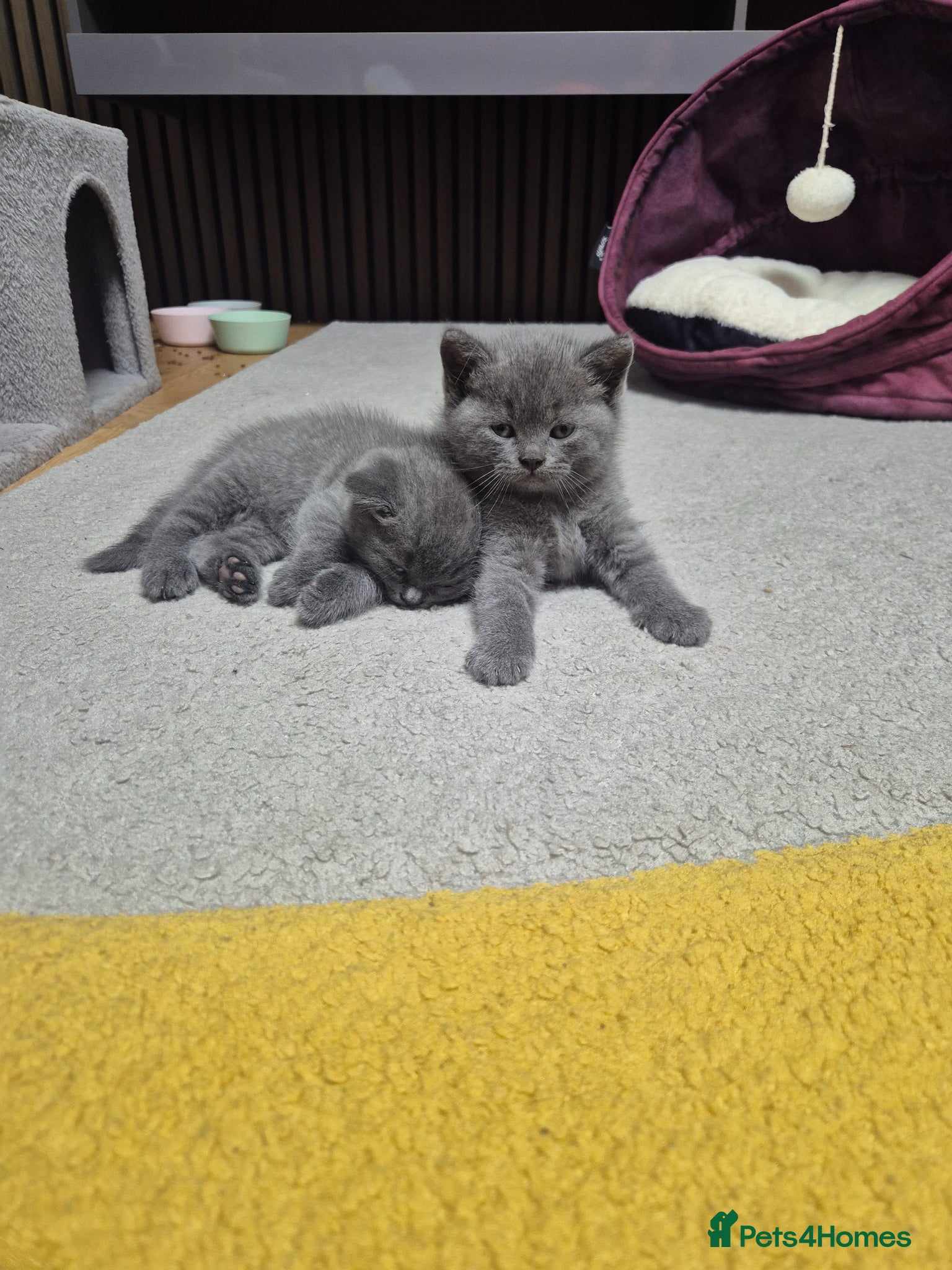 British Shorthair cats for sale: 2 male kittens - Advert 9