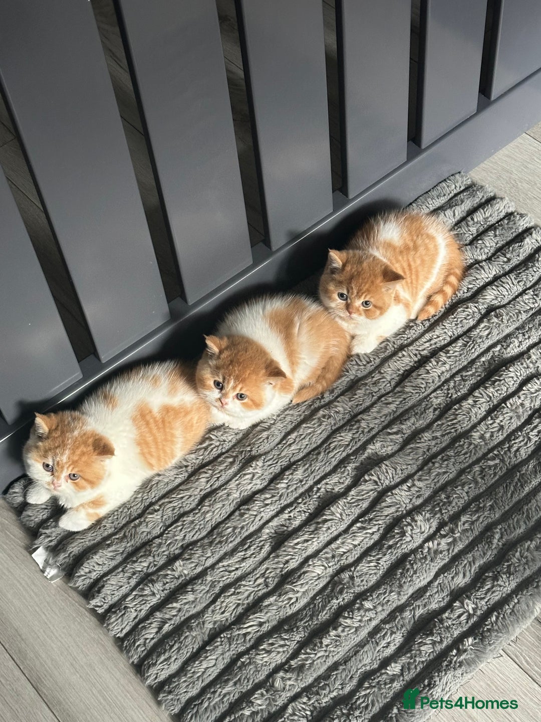 British Shorthair cats for sale: Chunky Red and White British Shorthair TICA - Image 14