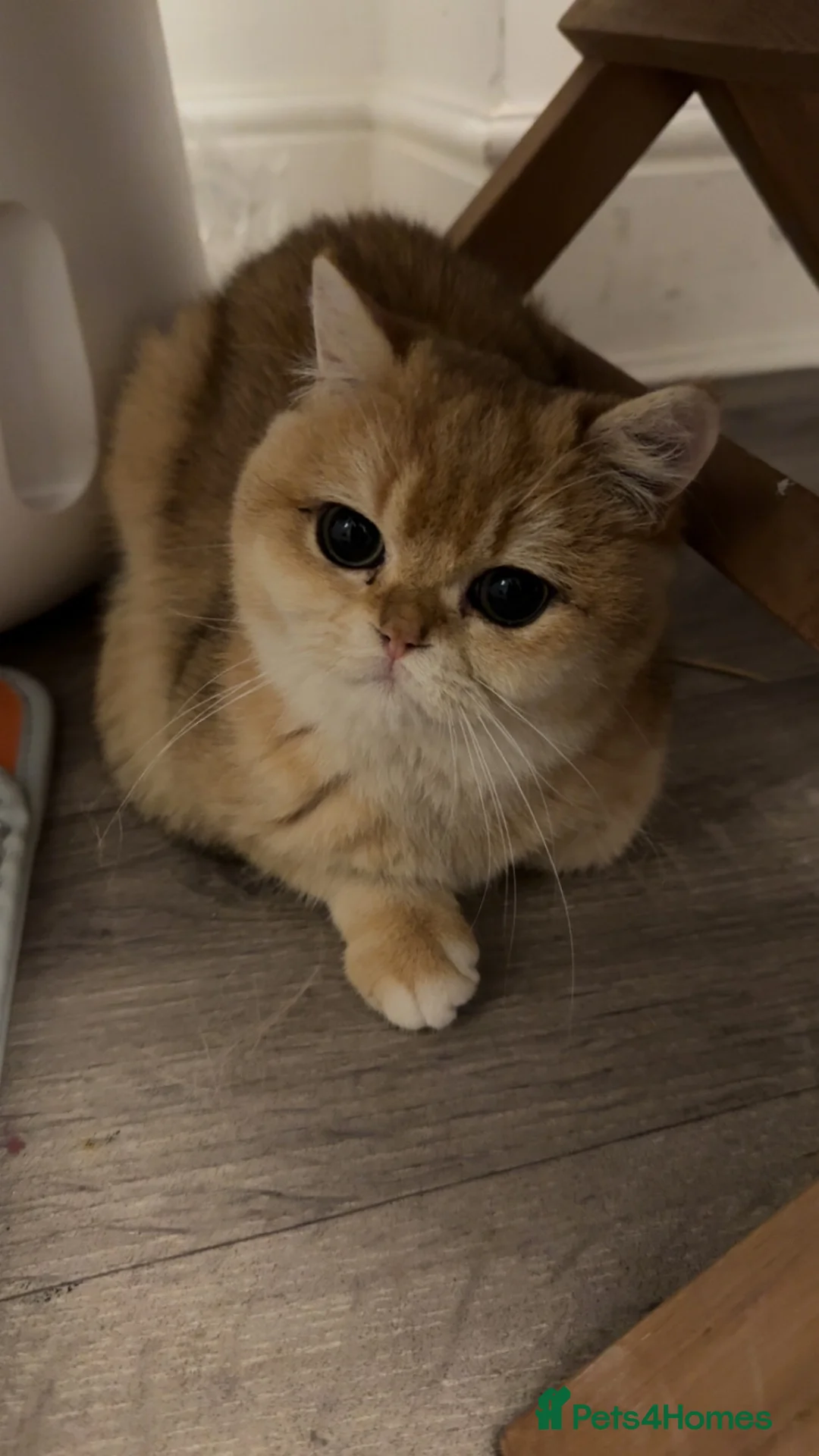 British Shorthair cats for sale: Gorgeous NY12 Golden British Shorthair Chinchilla  - Advert 5